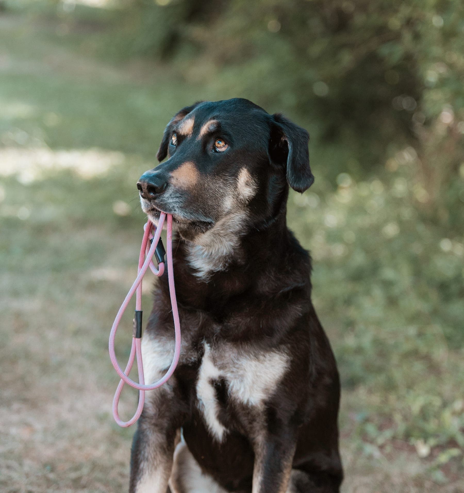 Black and tan dog sitting outside holding a pink slip leash in its mouth
