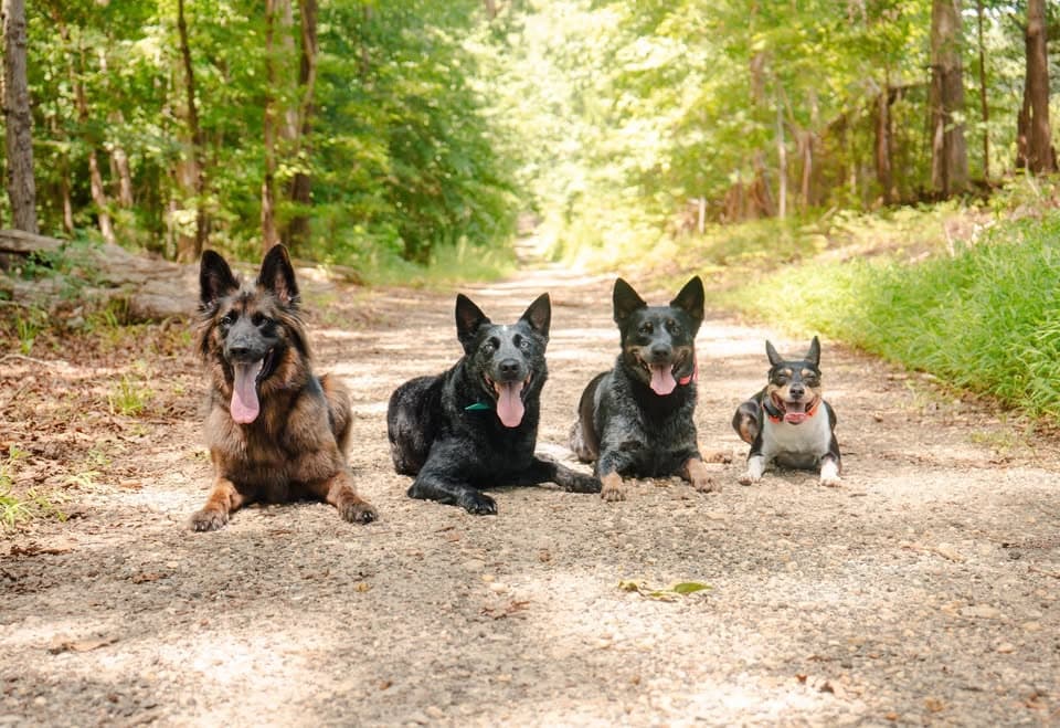 Our four dogs lying together on a wooded trail