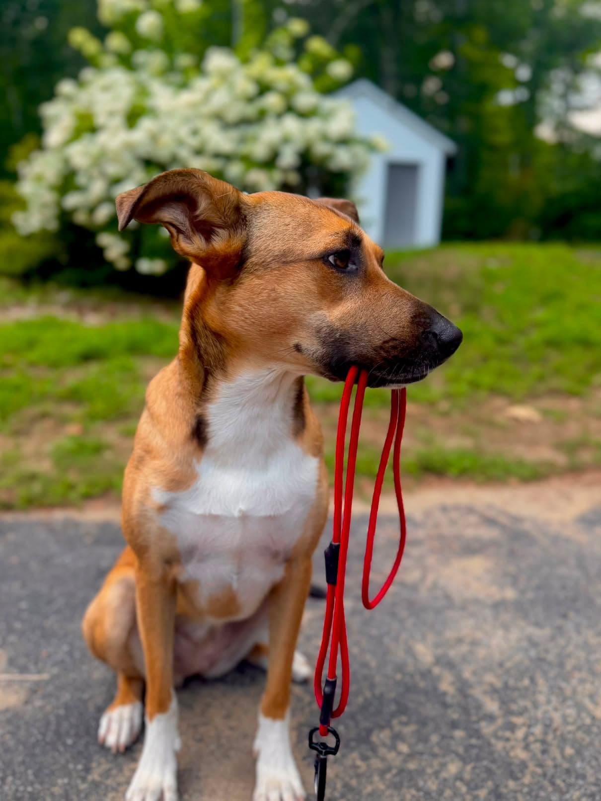 Tan and white dog holding a red paracord slip leash handle in its mouth
